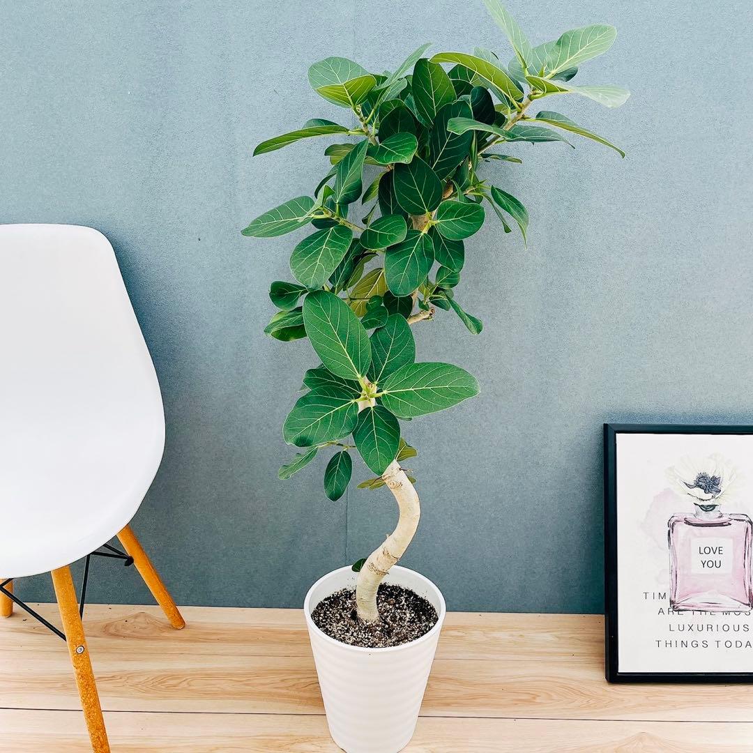 ［現品］16番　フィカスベンガレンシス　曲がり 8号　観葉　室内　大型　幹太