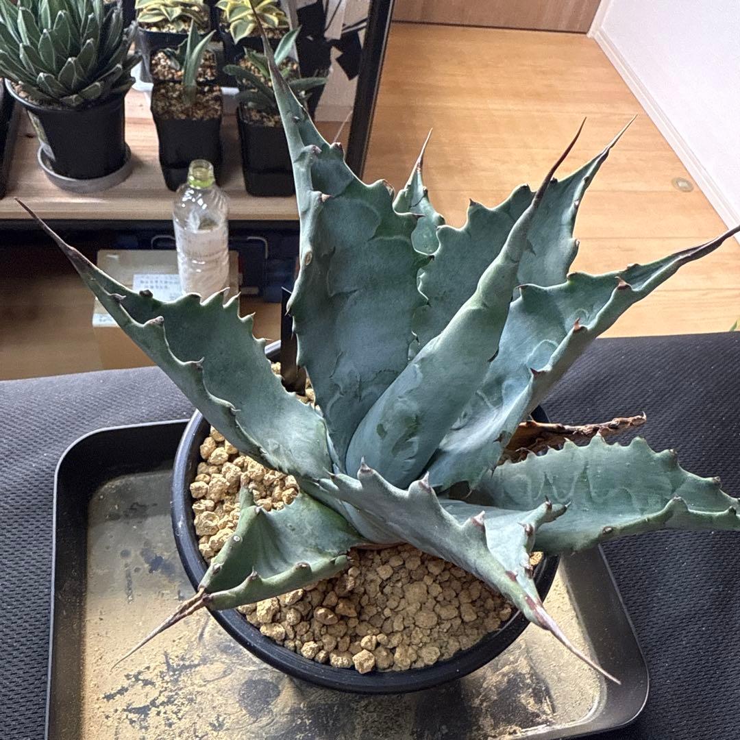 アガベ　ファンキートゥース　× マルガリータ　ハイブリッド