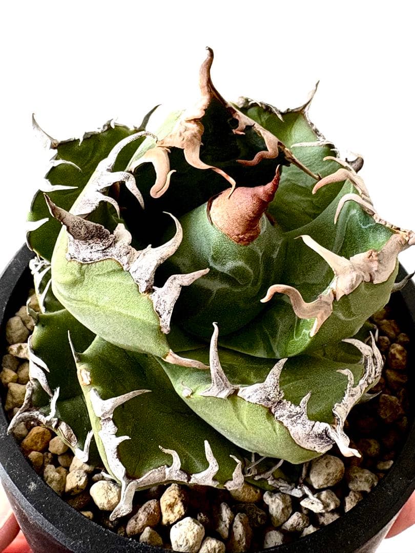 【SSS級、コレクション株】アガベ　チタノタ　魔丸　悪魔的