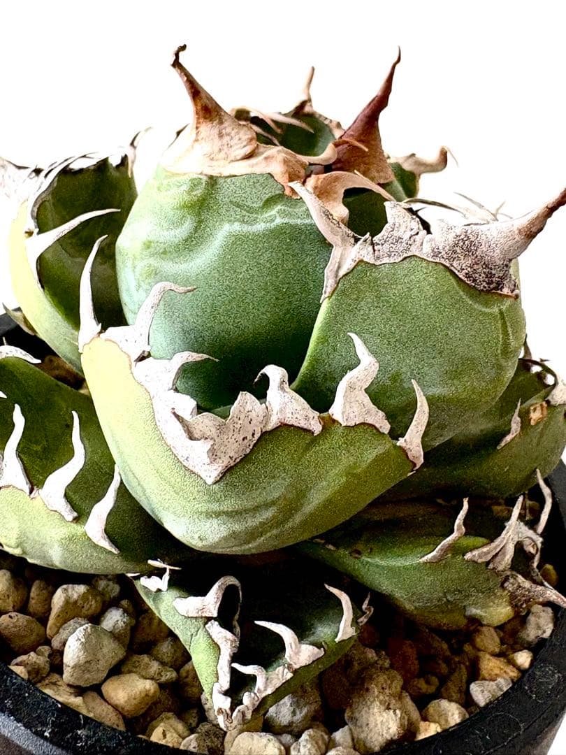 【SSS級、コレクション株】アガベ　チタノタ　魔丸　悪魔的