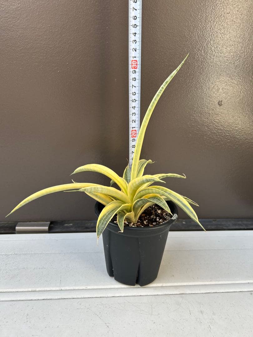 サンセベリア　サイアム　ゴールド　4号鉢