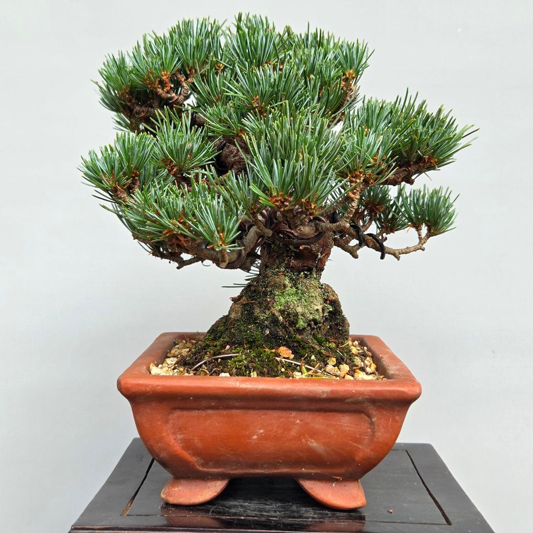 宮島五葉松　　[模様木]　小品盆栽