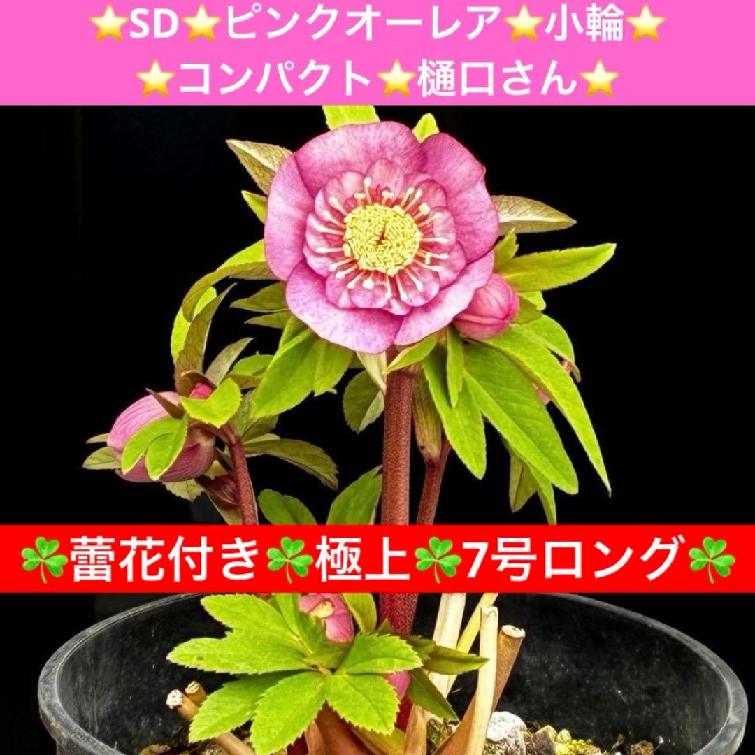 A*️様 3587☘️蕾花付き☘️極上☘️7号☘️⭐️SD⭐️ピンクオーレア⭐️