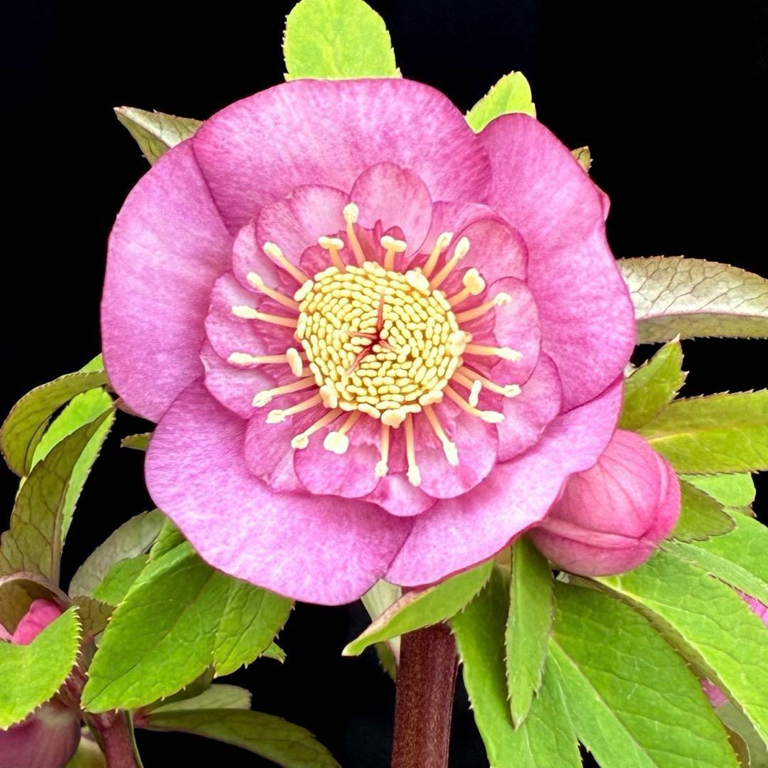 A*️様 3587☘️蕾花付き☘️極上☘️7号☘️⭐️SD⭐️ピンクオーレア⭐️