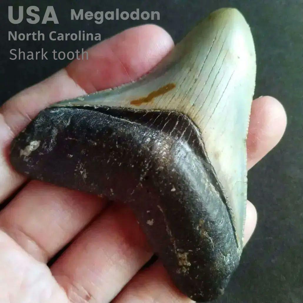 サメ　歯化石　メガロドン　USA　完全体　美麗