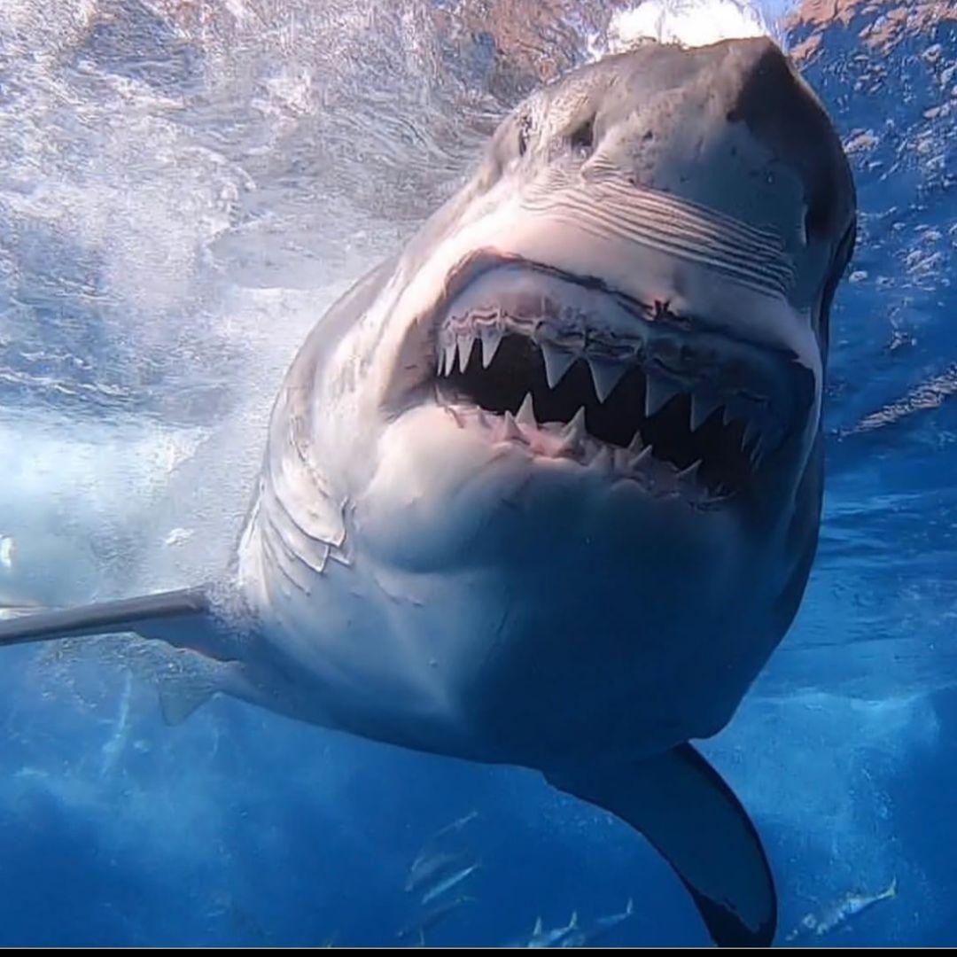 サメ　歯化石　メガロドン　USA　完全体　美麗