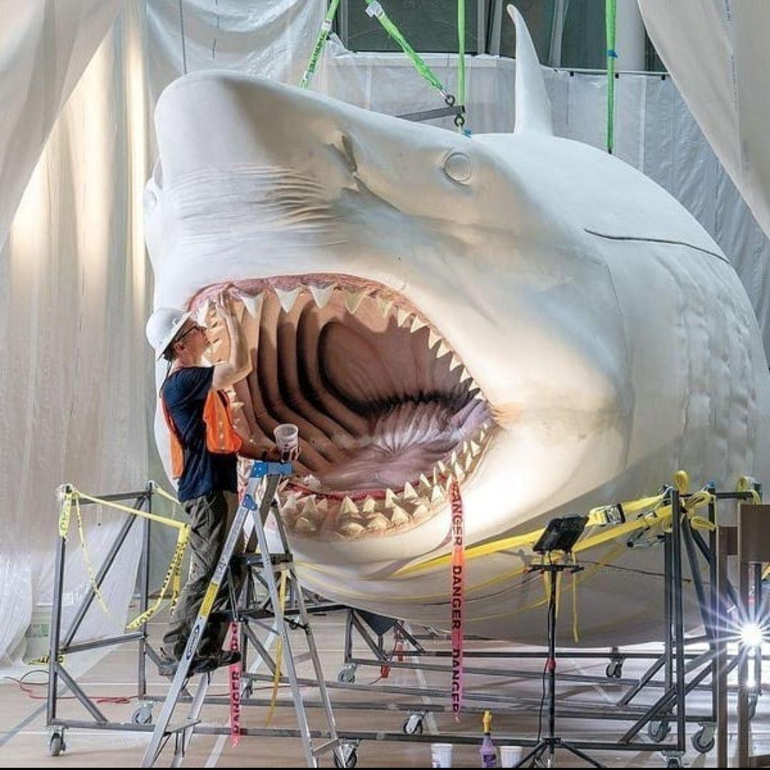 サメ　歯化石　メガロドン　USA　完全体　美麗