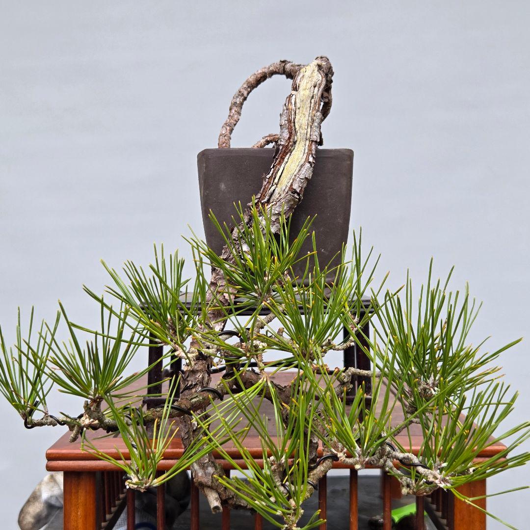 黒松　(山採り)　[懸崖]　貴風盆栽