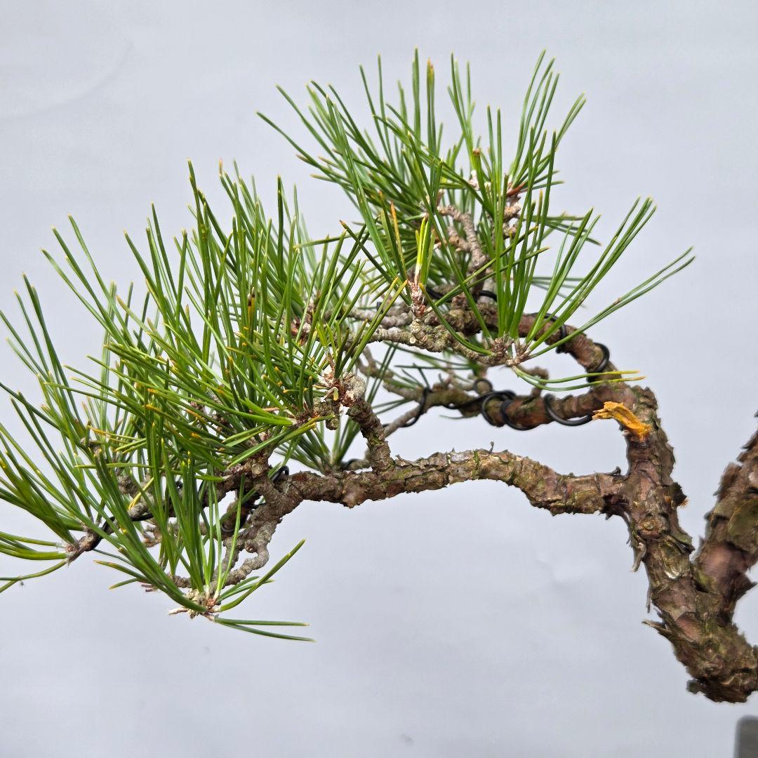 黒松　(山採り)　[懸崖]　貴風盆栽