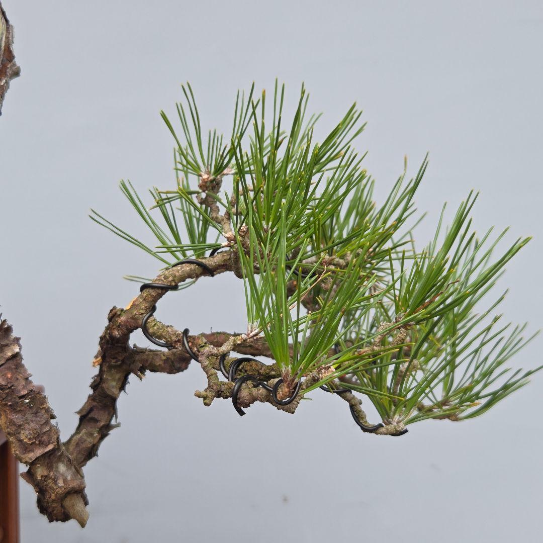 黒松　(山採り)　[懸崖]　貴風盆栽