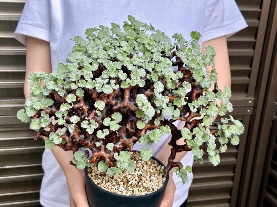 cocoroi様　ペラルゴニウム ミラビレ 幅32㎝ コレクション美株 発根済