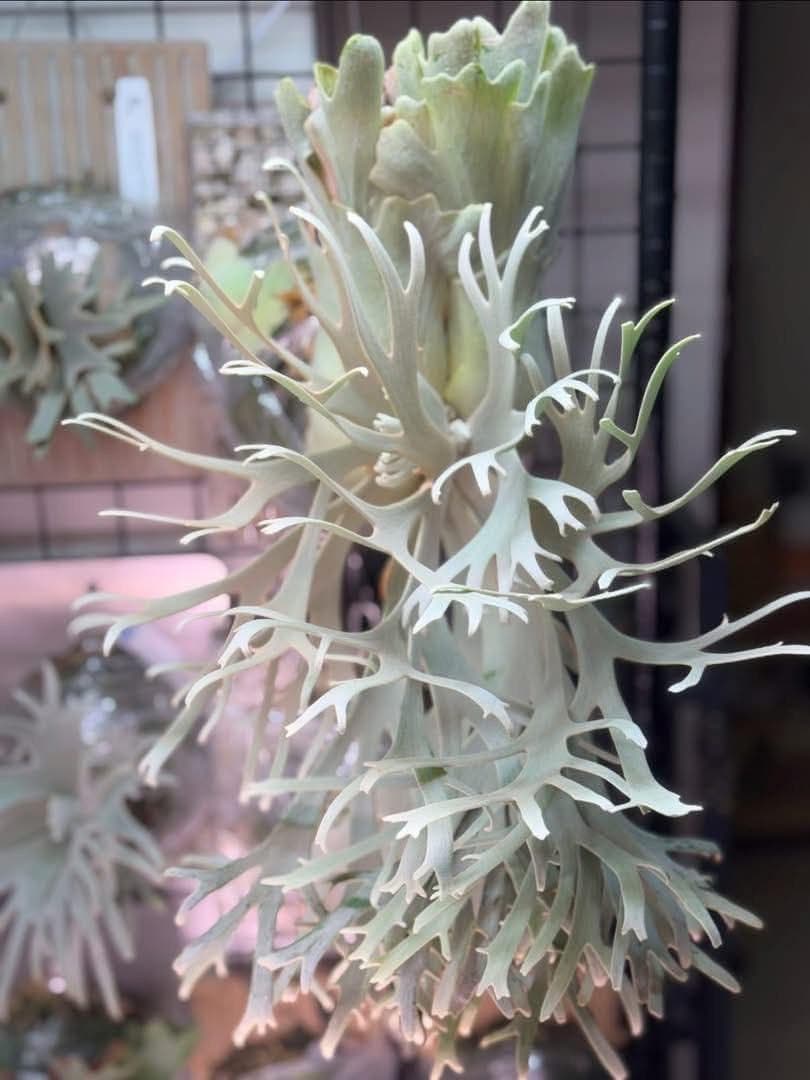 ビカクシダ P.willinckii Frosty Maiden Spore 04