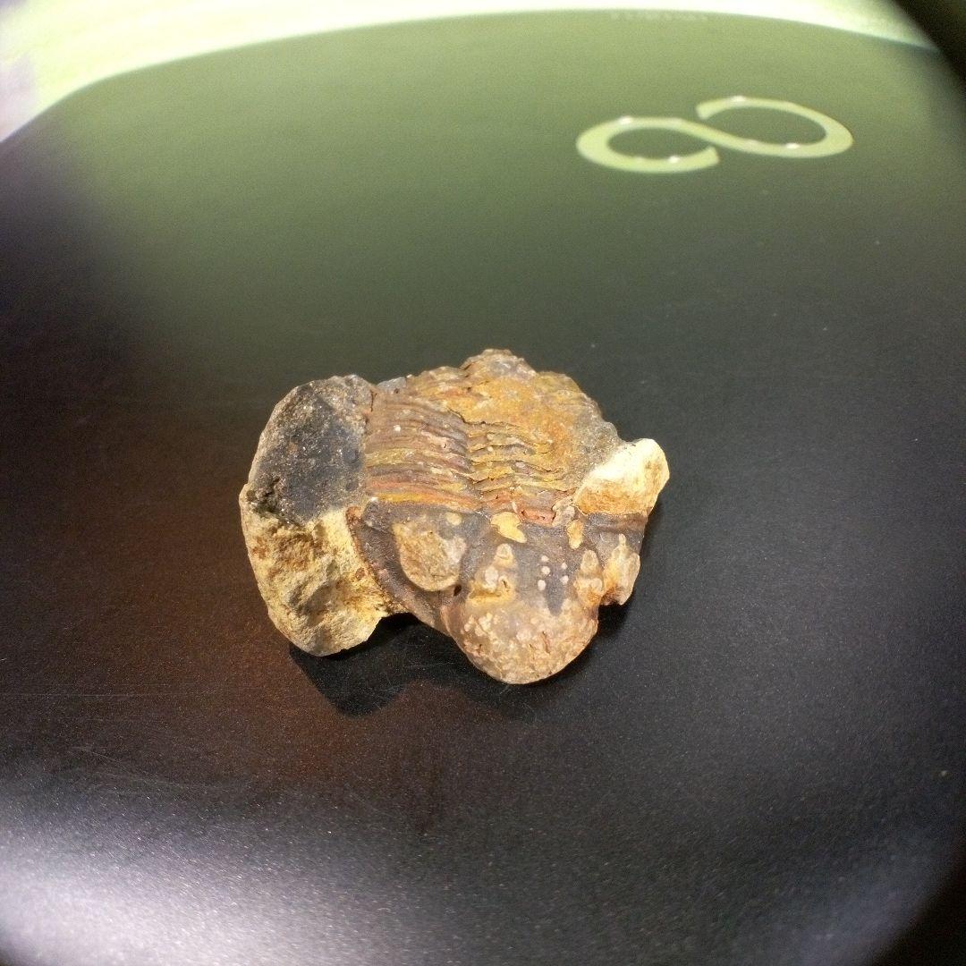 三葉虫　化石　fossil　海　ボリビア産　trilobite　海生動物網⑨