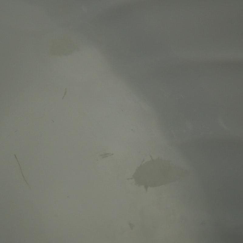 RU-6198 ベッキオホワイト　リチャードジノリ 19.5㎝　プレート 5枚