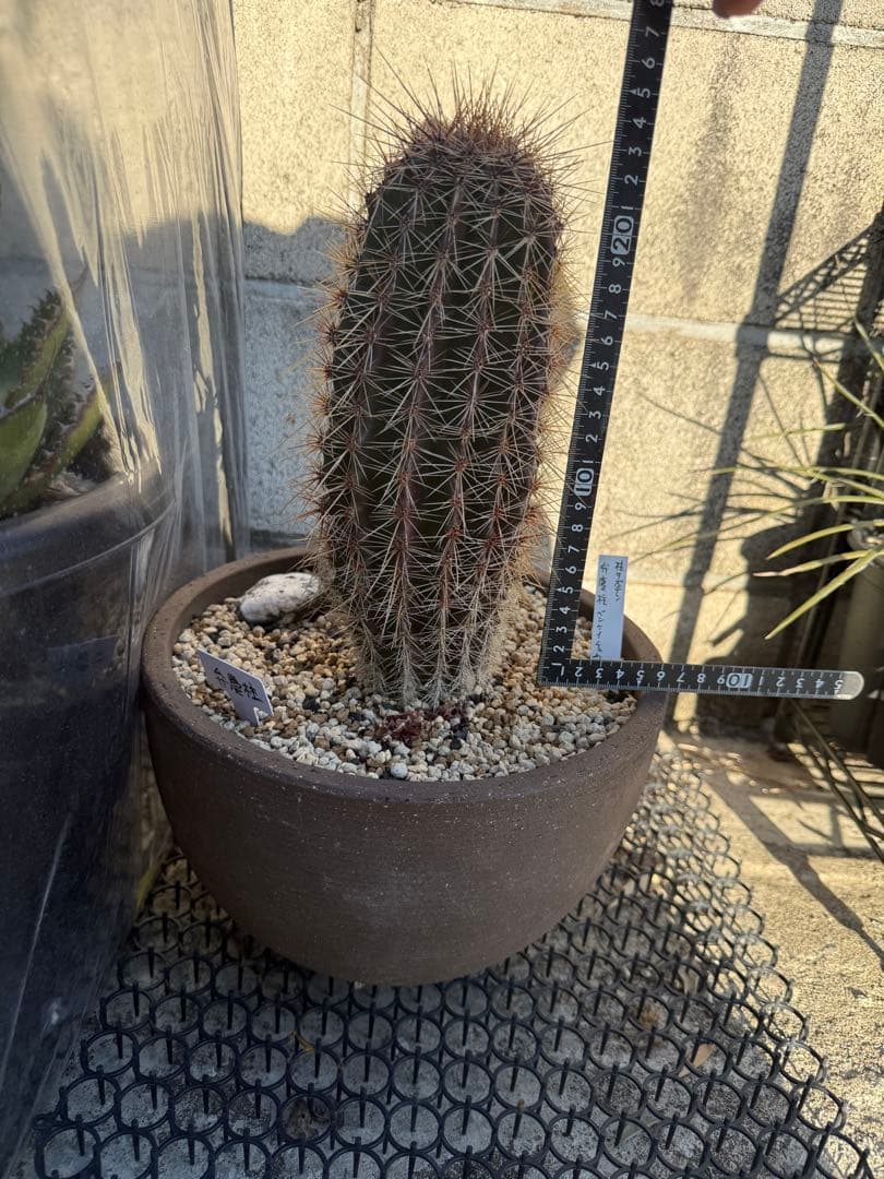 弁慶柱　サボテン　アガベ　多肉植物