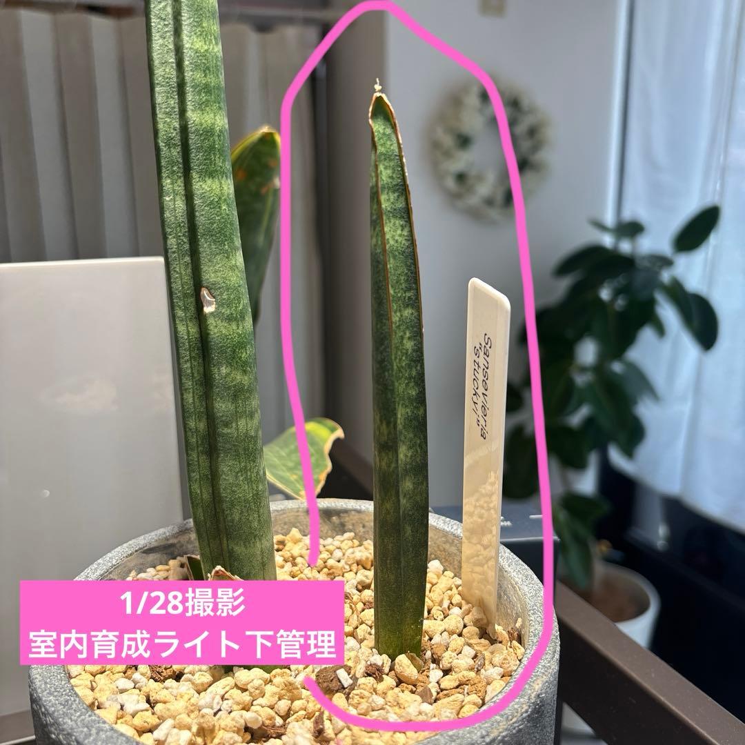 サンスベリア　スタッキー　子株