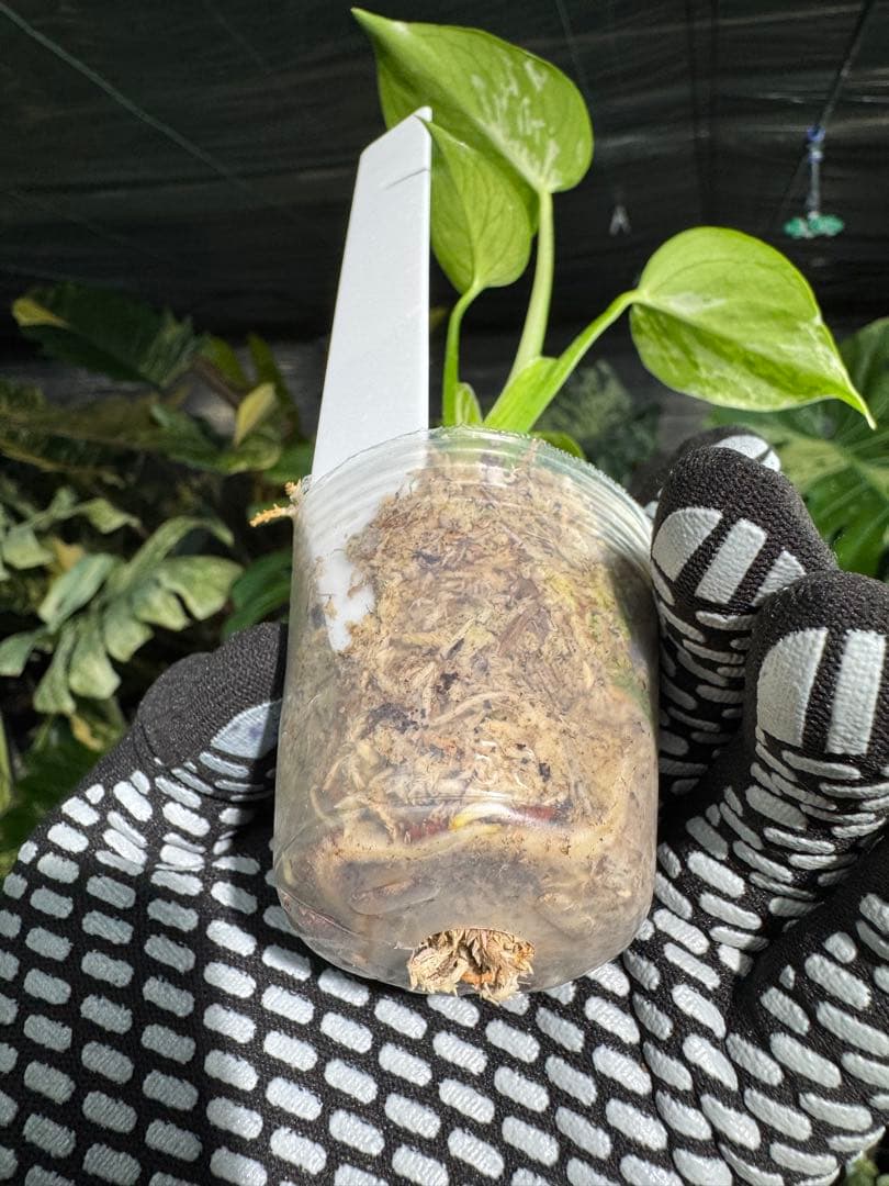 1モンステラ　デリシオーサ　ベトシオーサ　2寸ポリポット　ネコポス発送