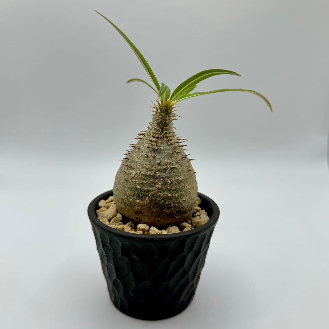 パキポディウム グラキリス 現地球 スライム型 チビグラ ミニグラTOKY 鉢