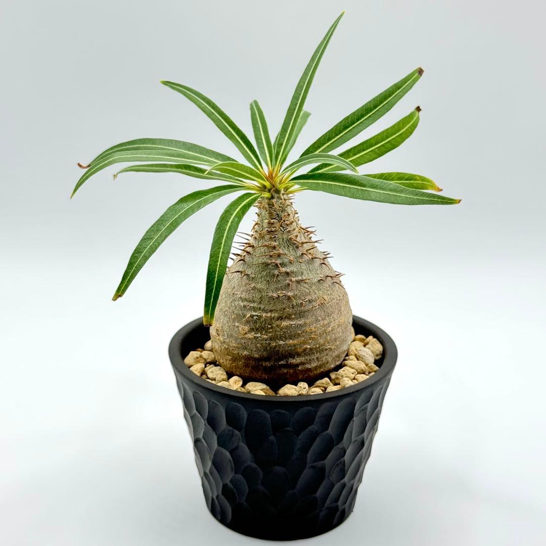 パキポディウム グラキリス 現地球 スライム型 チビグラ ミニグラTOKY 鉢