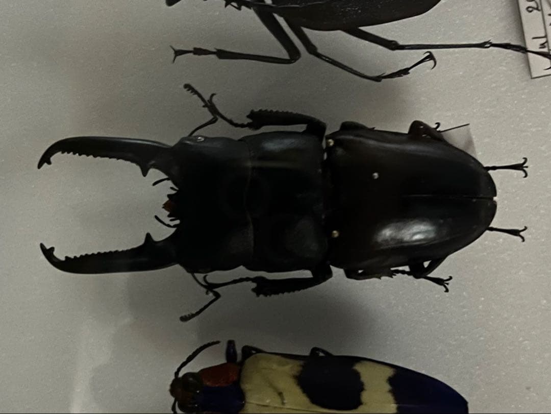 【特大個体】 ツシマヒラタクワガタ ♂約80mm 標本 ツシマヒラタ