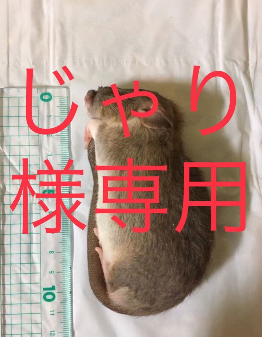 冷凍ADL30 S20 SM20 M20