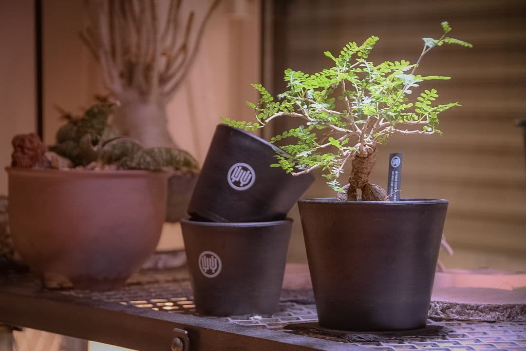 オペルクリカリアパキプス　夏型塊根植物　　コーデックス