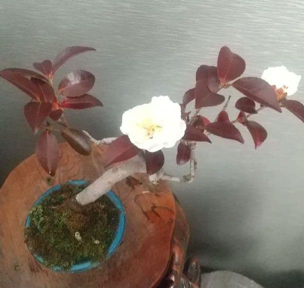 ※椿八重咲白花//赤紫の葉(花が落下しました)