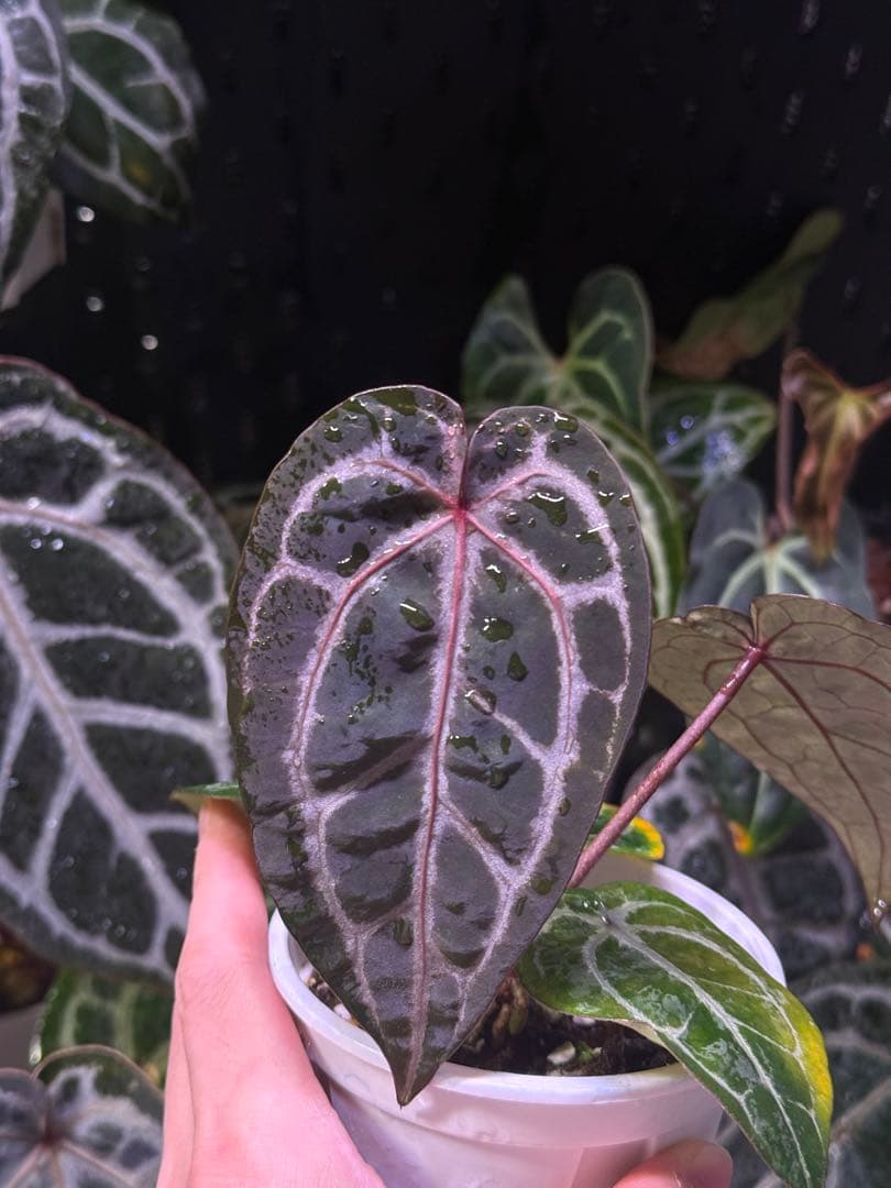 Anthurium Michelle x self　選抜個体