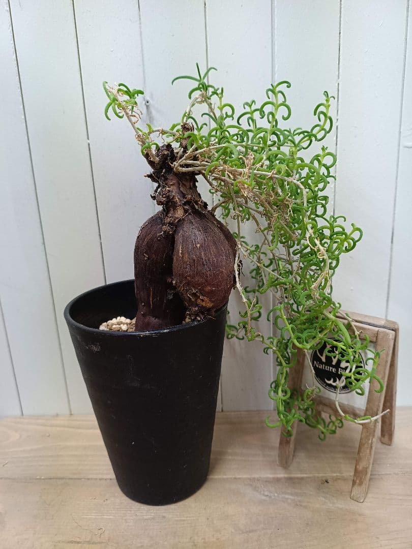 H030 超希少種発根済み メストクレマ ツベローサム 養生株