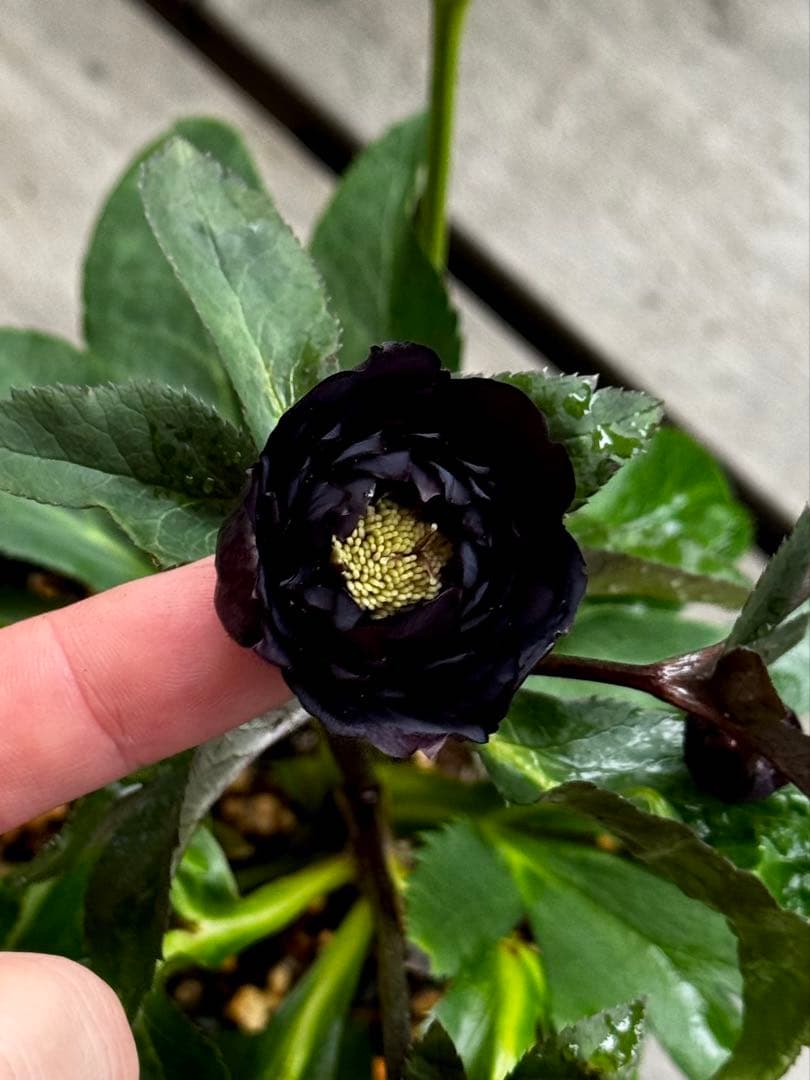 クリスマスローズ 開花株 小輪多弁ブラック(クレオパトラ×美黒姫)