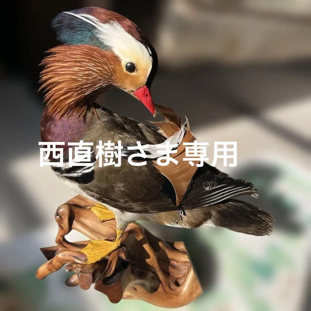 オシドリとコガモ【オス】ガラスケース付き