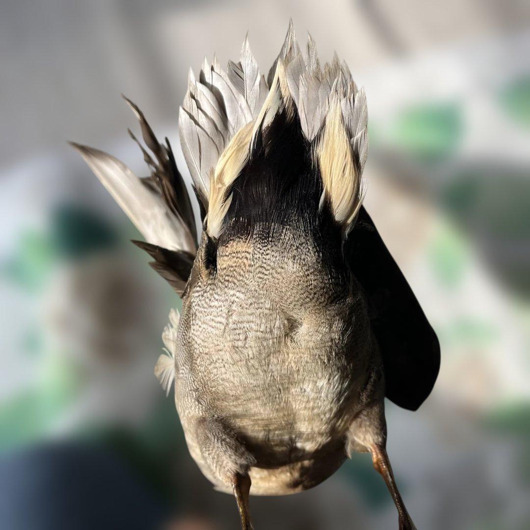 オシドリとコガモ【オス】ガラスケース付き