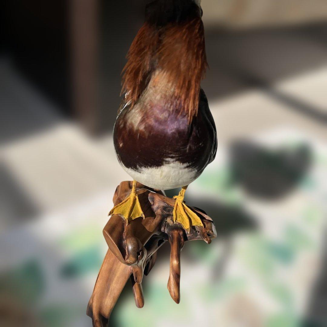 オシドリとコガモ【オス】ガラスケース付き