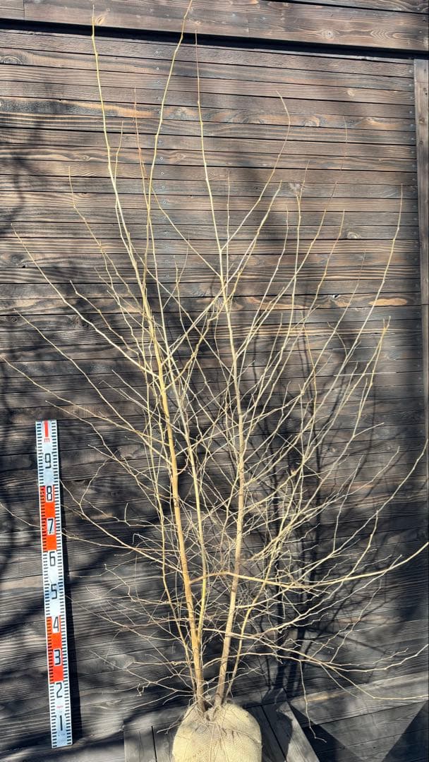 エゴノキ/株立ち【現品発送】管理80022