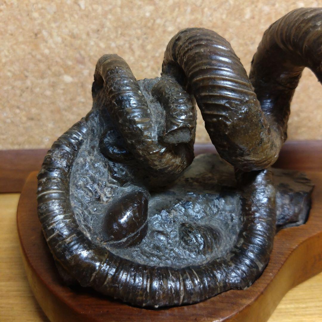 田*夫様 アンモナイト 異常巻 化石(120)