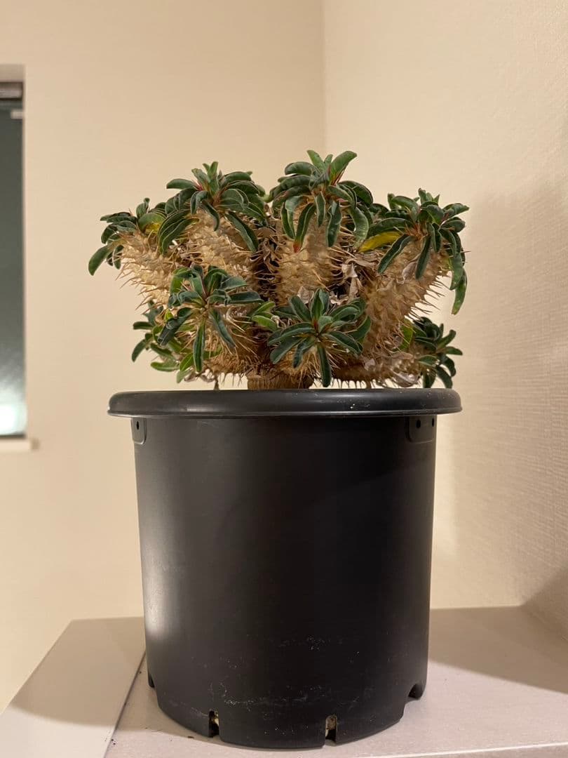 ユーフォルビア ギラウミニアナ　実生　低重心　メルカリ便　メルカリ便　菊鉢5号