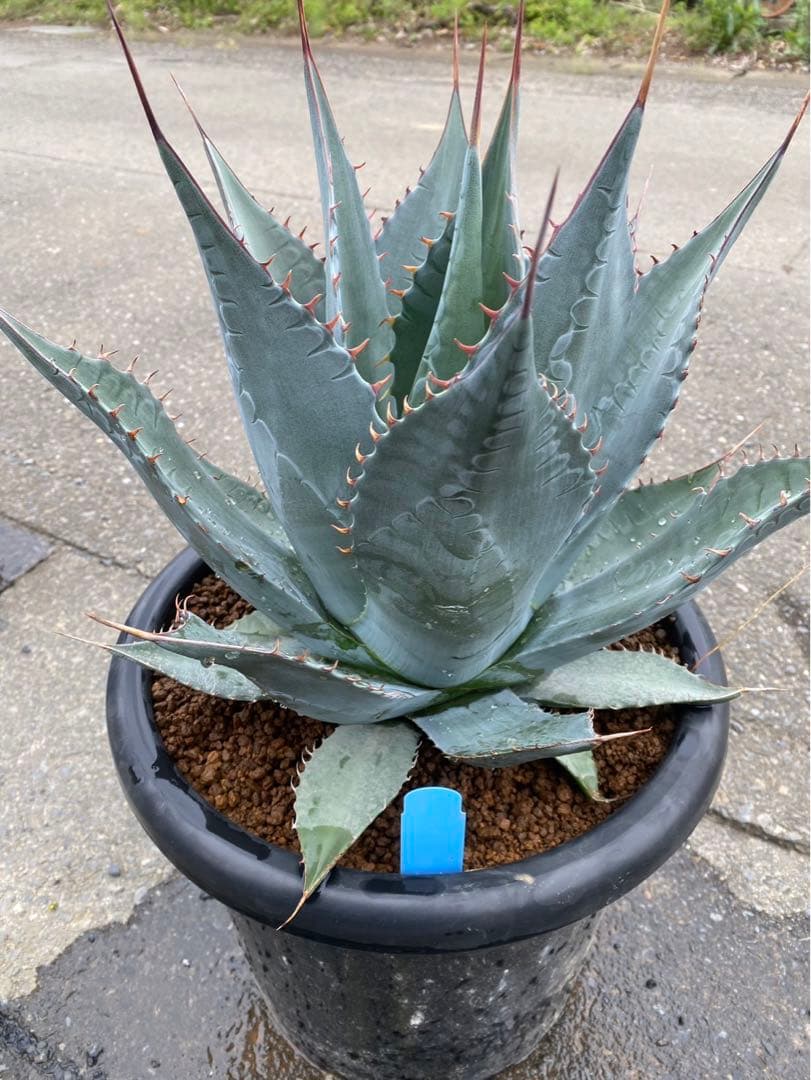 アガベ シャウィ×パラサナ ジェレミー株 連棘 美株　hidden agave