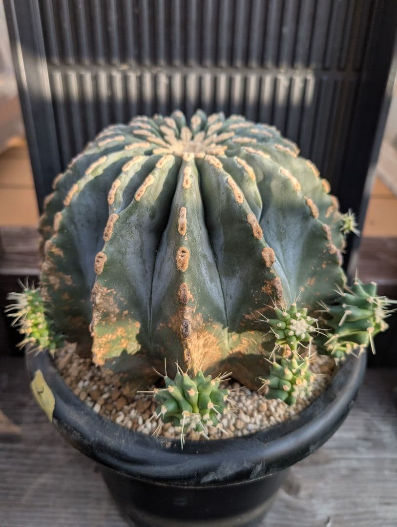 【Omc Labo】極上2　フェロカクタス刺無王冠竜　希少 サボテン　古木