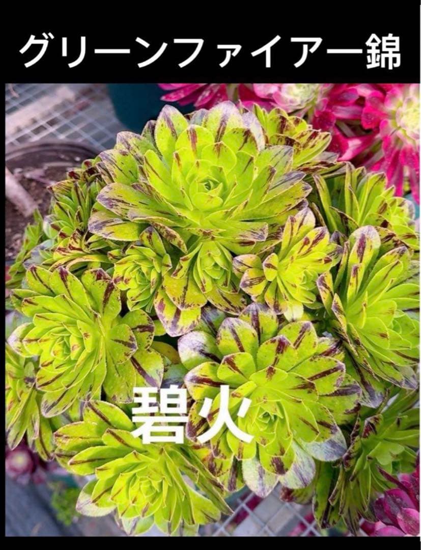 多肉植物❤️アエオニウム錦❤️グリ一ンファイア一錦❤️碧火❤