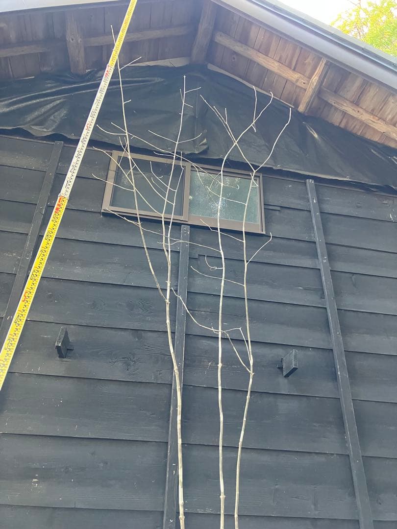 23 山採り　アオダモ