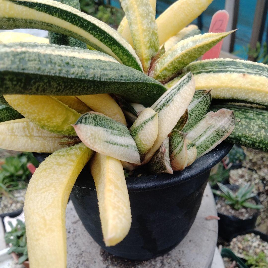 多肉植物　ガステリア　batesiana錦抜き苗