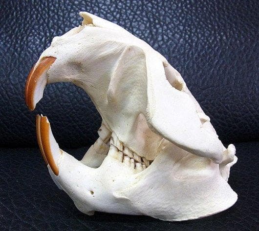 高品質！ビーバーの頭骨（XXLサイズ）
