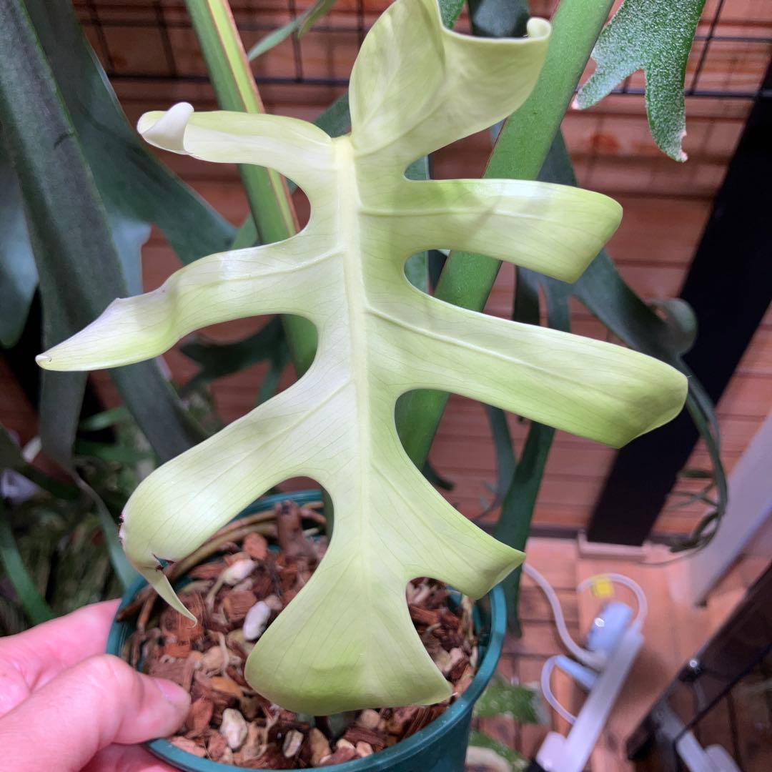 メ*1様 モンステラ　特選個体　切れ込み深い　トップカット