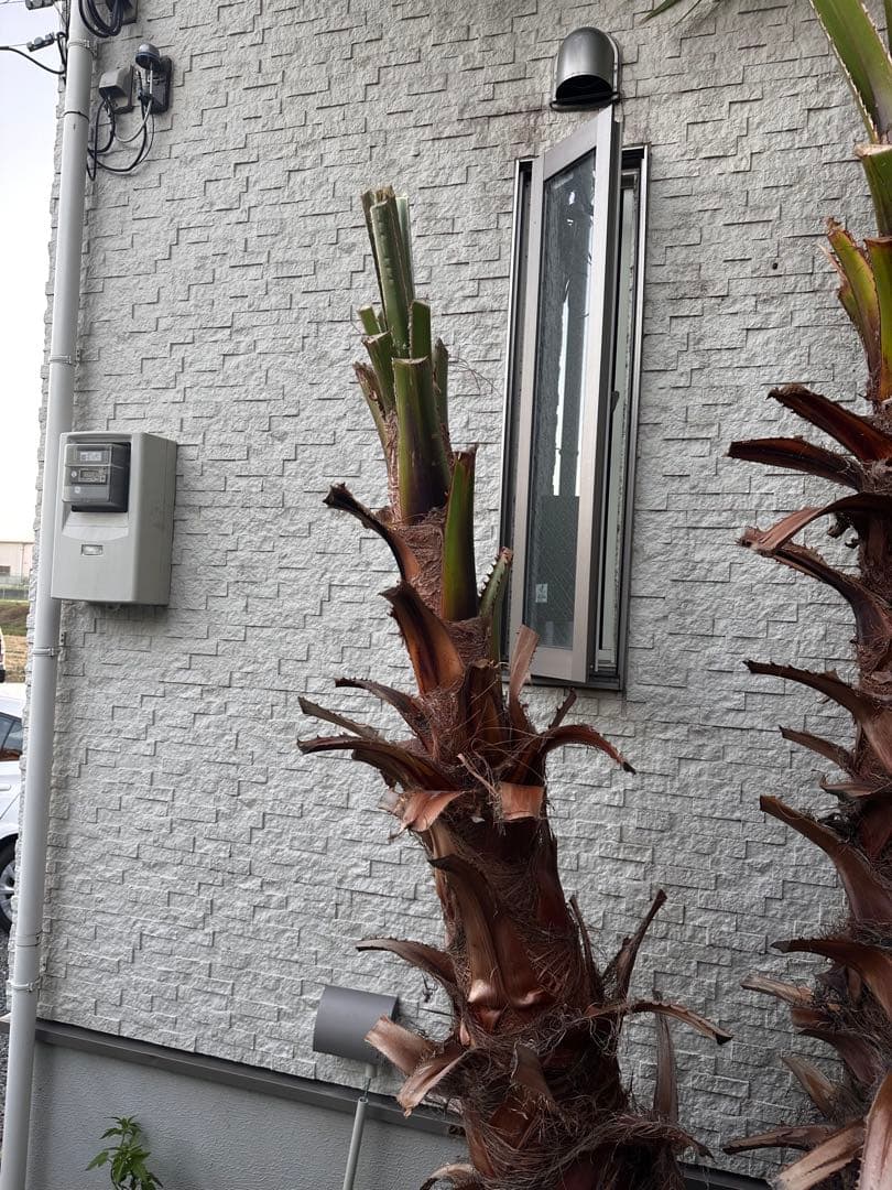 ワシントンヤシ 約6メートル