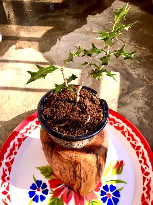 12/10にわたしの里山で見つけた小さな可愛いヒイラギさん/野生/元気いっぱい