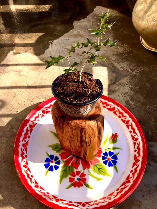 12/10にわたしの里山で見つけた小さな可愛いヒイラギさん/野生/元気いっぱい