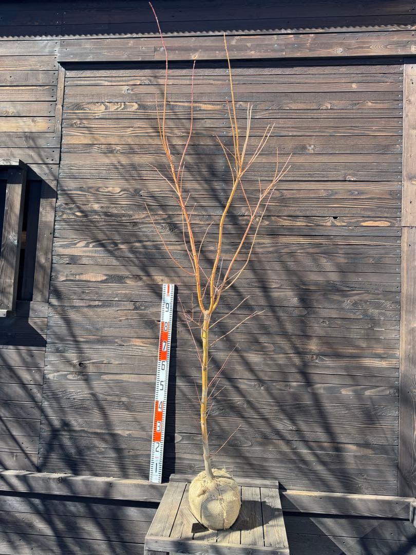 《桂紅葉》カツラモミジ/大株【現品発送】管理80045