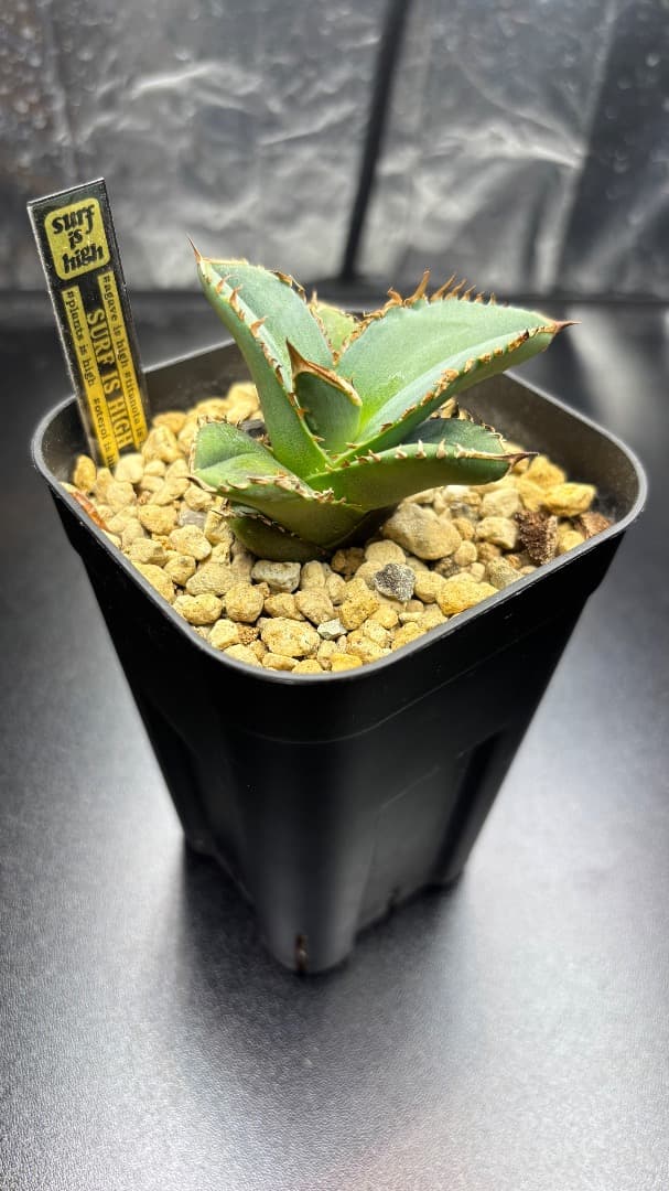 アガベ　チタノタ　CJ Special