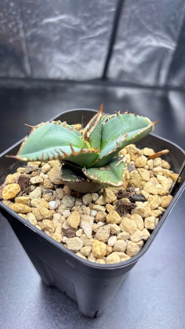 アガベ　チタノタ　CJ Special