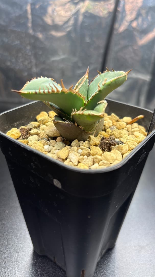 アガベ　チタノタ　CJ Special